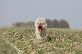 LAGOTTO 105